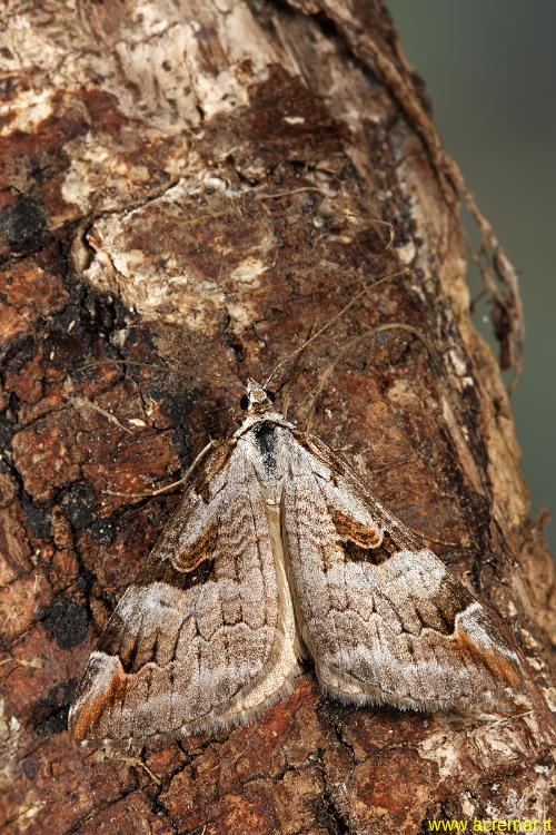 Falena da identificare - Aplocera praeformata